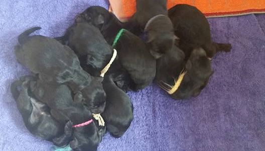 Lene hat uns am 12.04.2016 neun wundervolle Welpen geschenkt. Lene hat uns am 12.04.2016 neun wundervolle Welpen geschenkt.