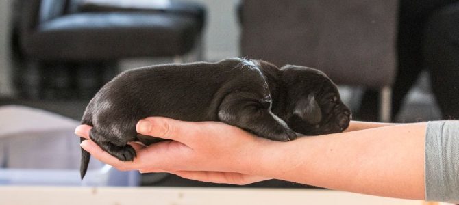 Der C-Wurf ist jetzt zwei Wochen alt, neue Bilder unter C-Wurf Der C-Wurf ist jetzt zwei Wochen alt, neue Bilder unter C-Wurf