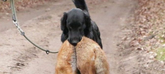 Leo besteht am 02.03.2019 die Bringtreueprüfung Leo besteht am 02.03.2019 die Bringtreueprüfung