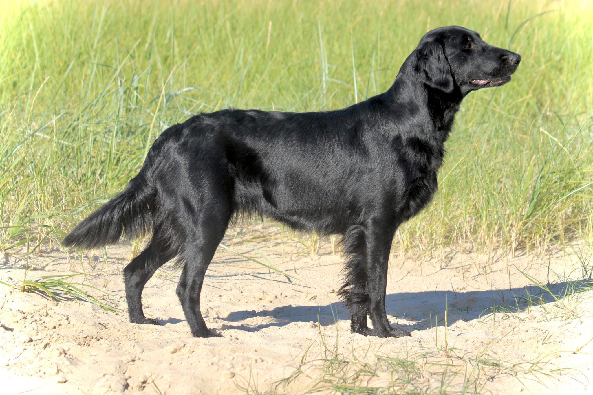 Corbek Ella – Corbek-Hunters